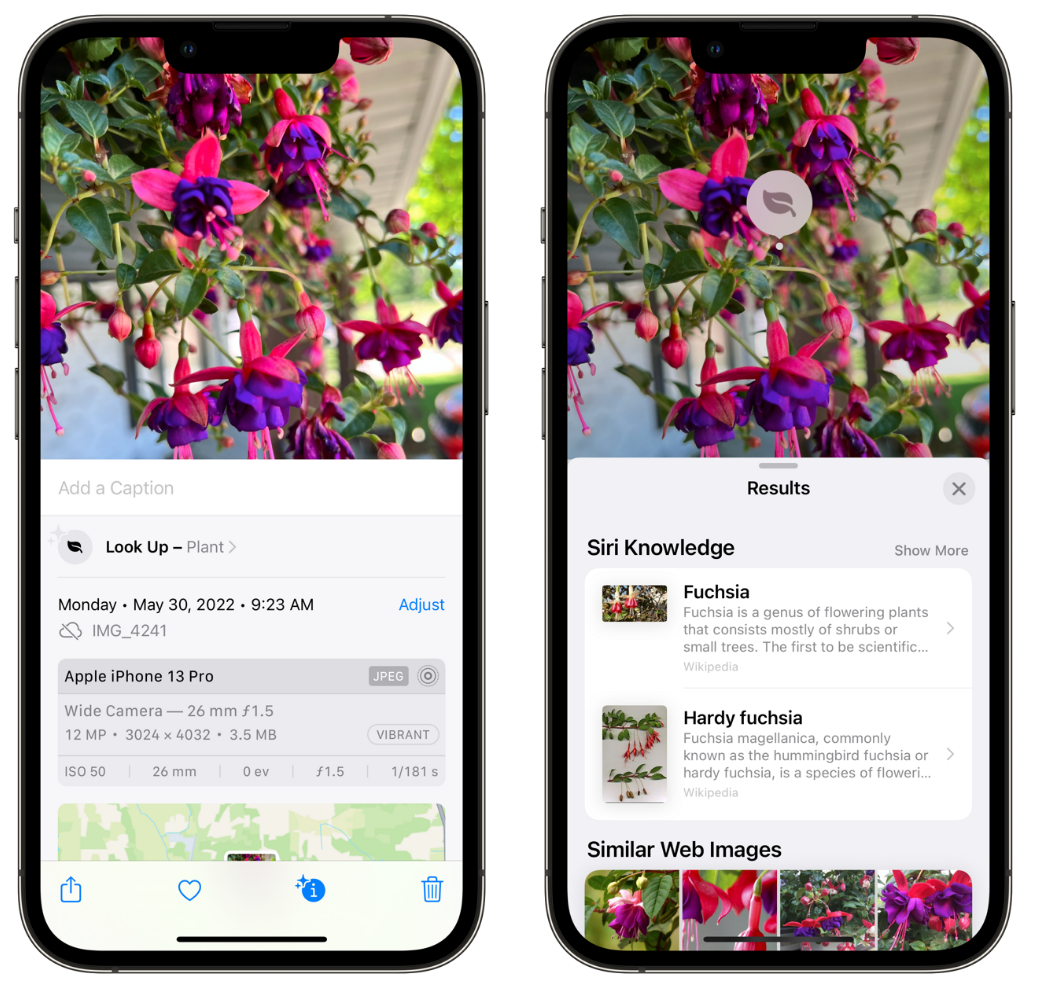 兰西苹果手机维修分享小技巧：使用 iPhone 相机识别花卉植物 